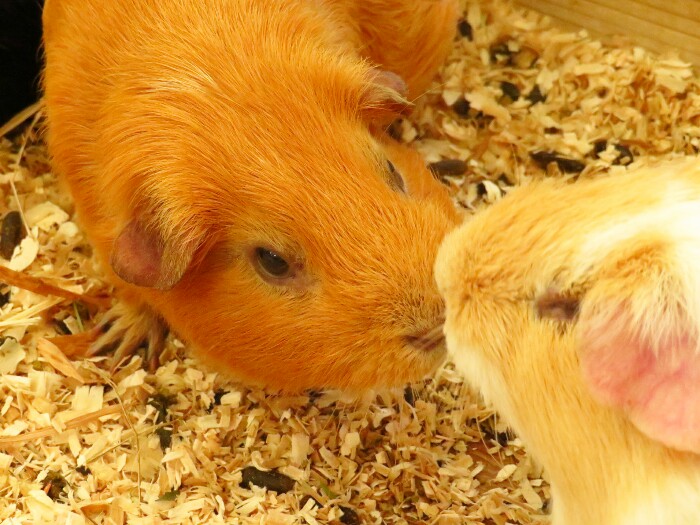 f:id:jerich:20200321013257j:plain