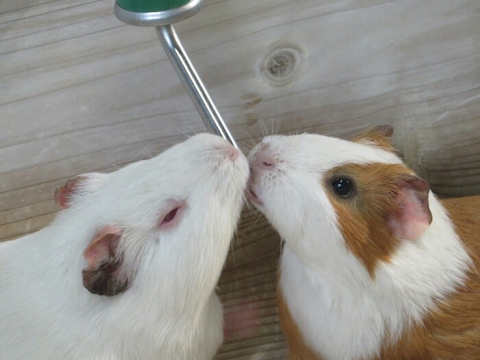 f:id:jerich:20200321024228j:plain