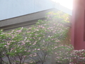 2020年4月撮影 立川