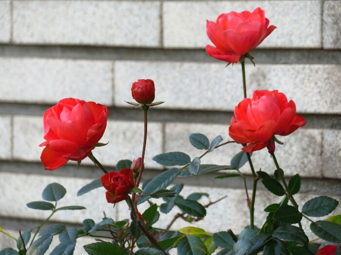 f:id:jerich:20200730194233j:plain f:id:jerich:20200730194233j:plain