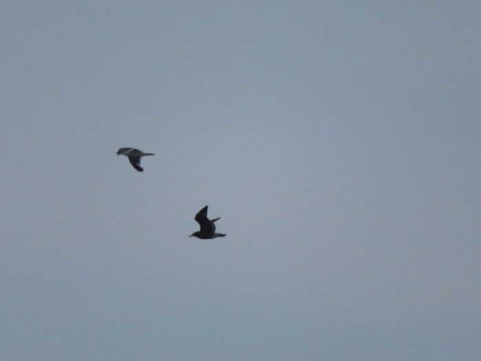 f:id:jerich:20200908232151j:plain