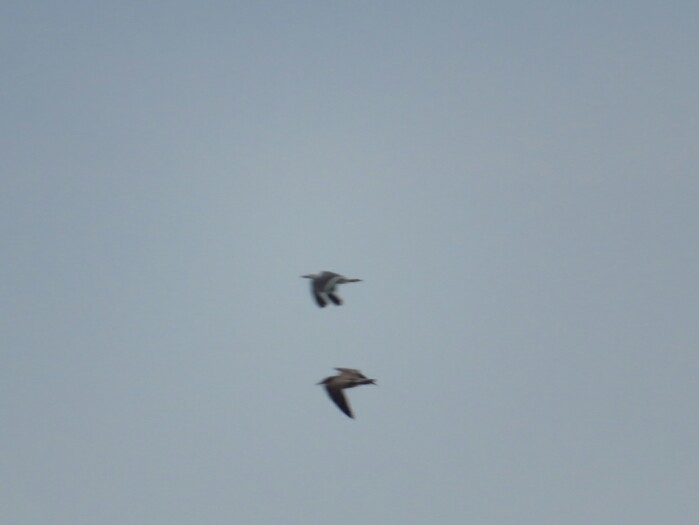 f:id:jerich:20200908232501j:plain