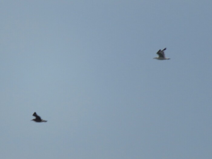 f:id:jerich:20200908232742j:plain