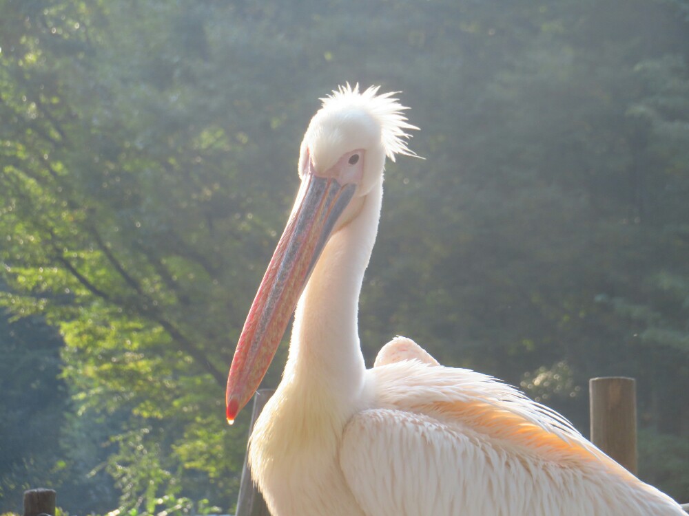 f:id:jerich:20201120084052j:plain