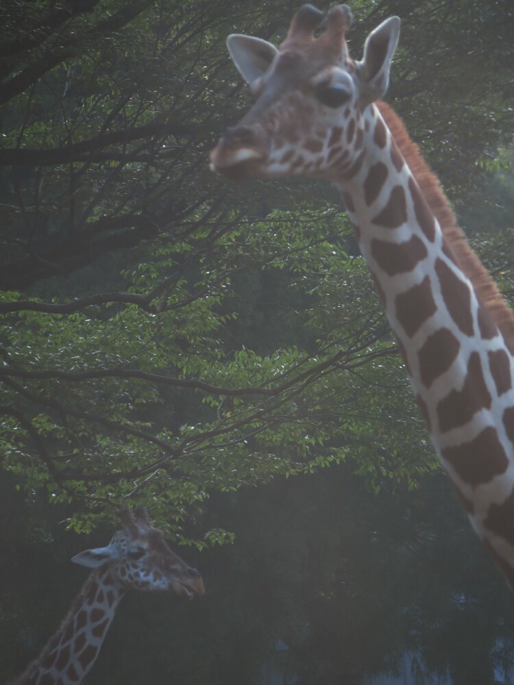 f:id:jerich:20201120090424j:plain