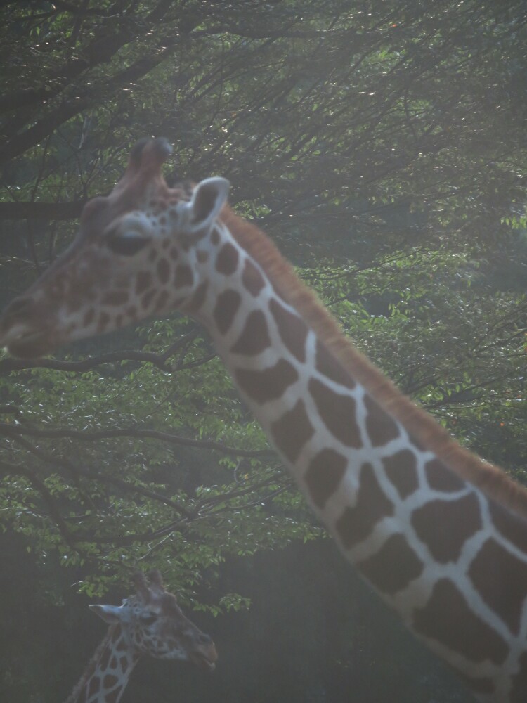 f:id:jerich:20201120091150j:plain