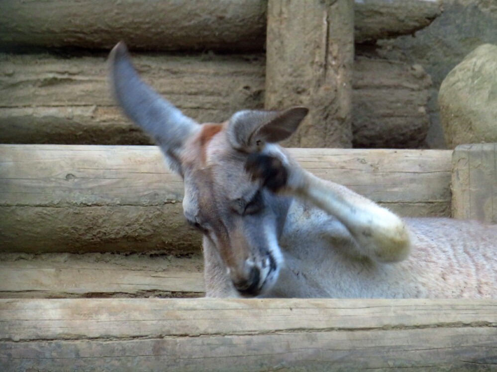 f:id:jerich:20201121232846j:plain
