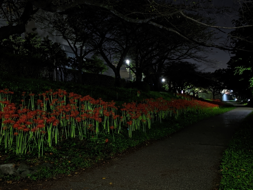 f:id:jerich:20201209122235j:plain
