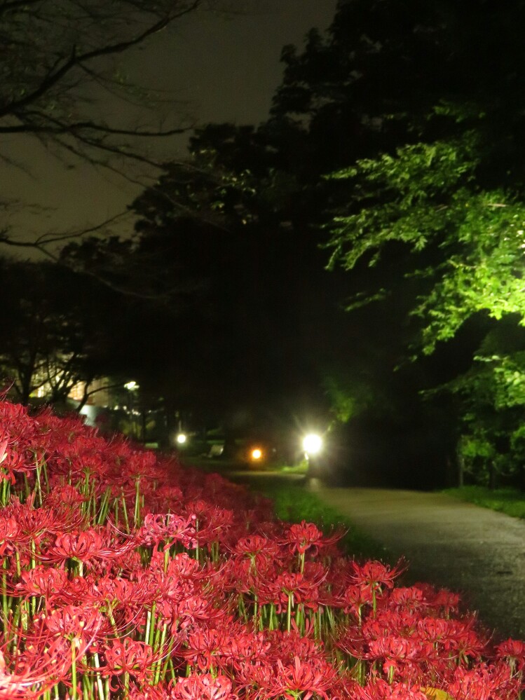 f:id:jerich:20201209125624j:plain