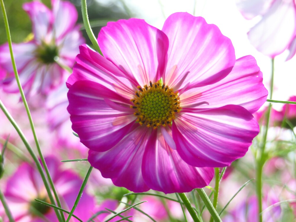 f:id:jerich:20201215191602j:plain