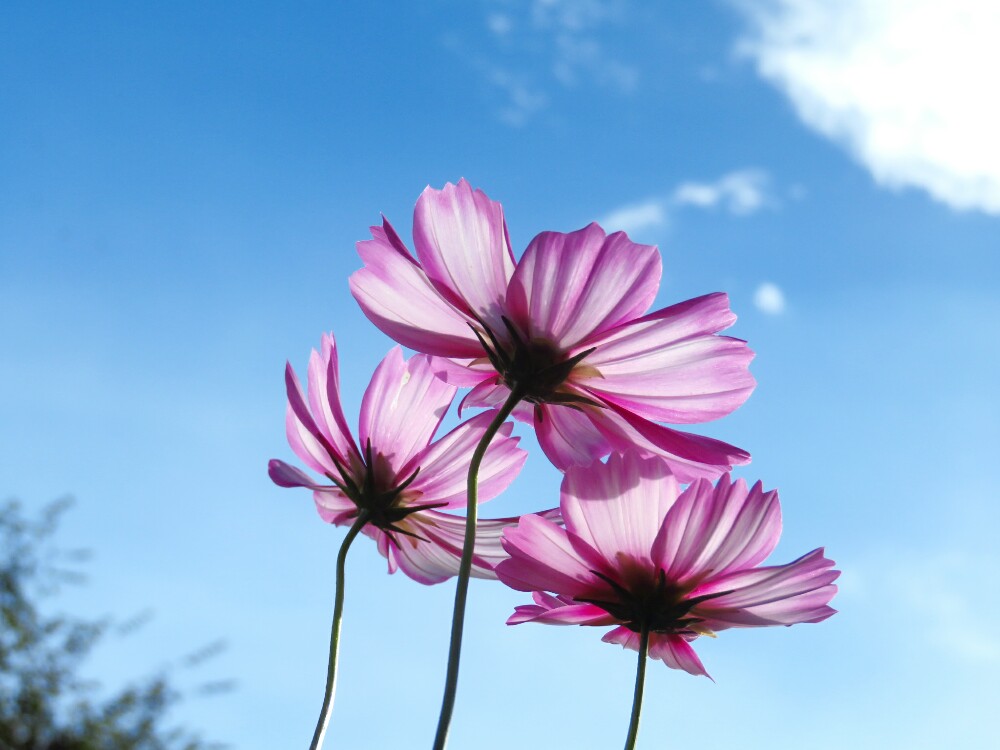 f:id:jerich:20201215193956j:plain