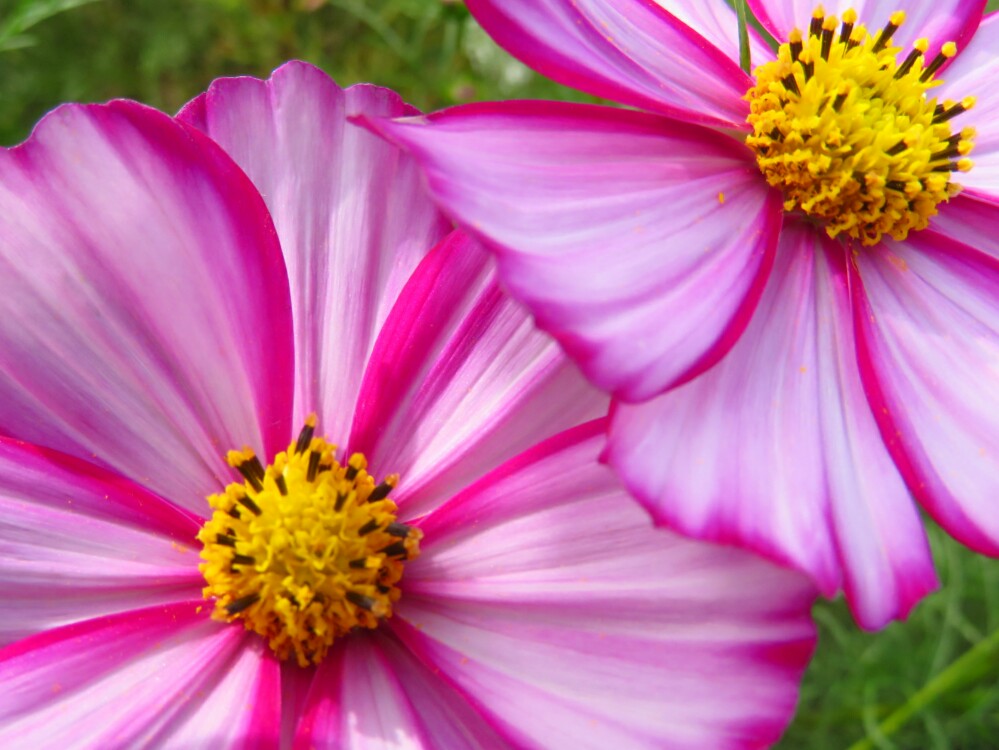 f:id:jerich:20201215232750j:plain
