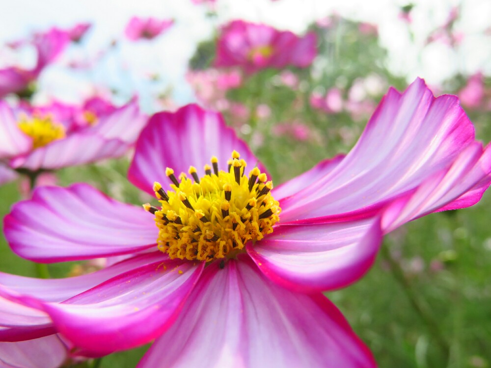 f:id:jerich:20201215233105j:plain