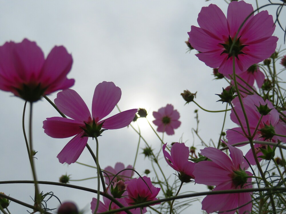 f:id:jerich:20201218002419j:plain