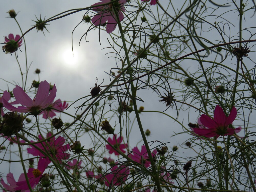 f:id:jerich:20201218003415j:plain