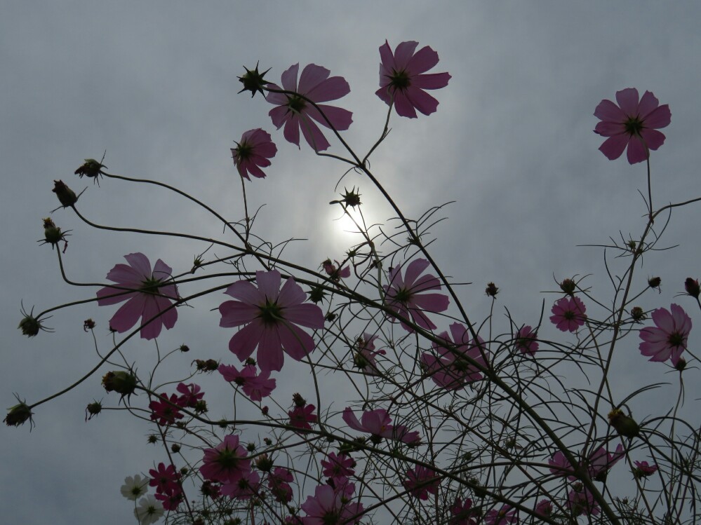 f:id:jerich:20201218004245j:plain