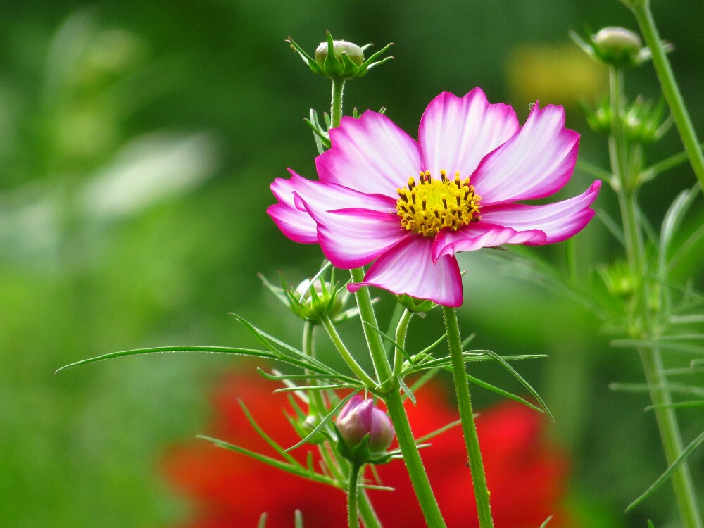 f:id:jerich:20201222210749j:plain