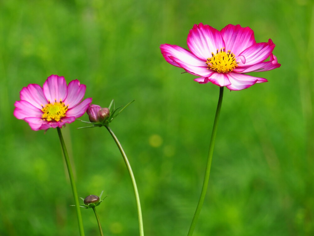 f:id:jerich:20201222210905j:plain