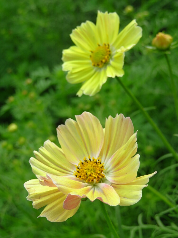 f:id:jerich:20201222213113j:plain