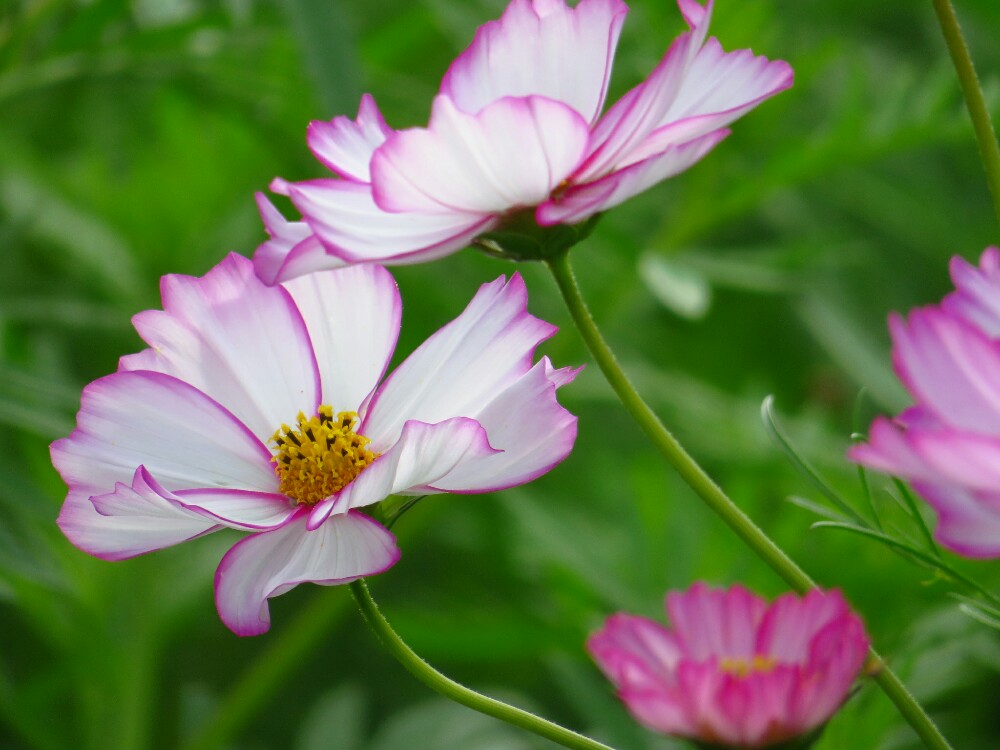 f:id:jerich:20201222221838j:plain