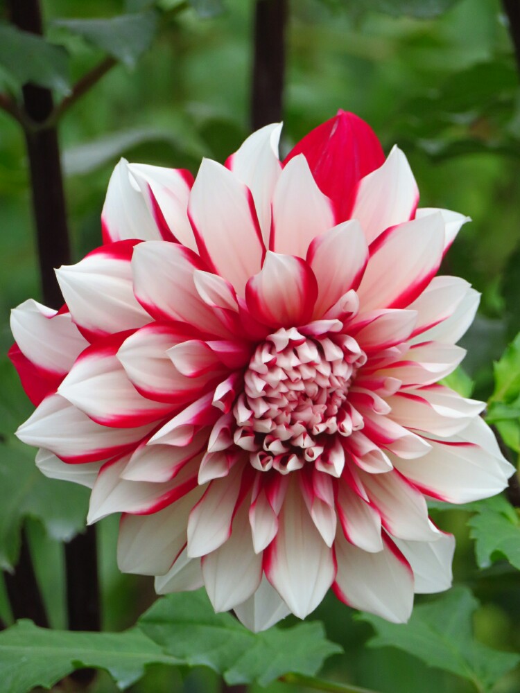 f:id:jerich:20201223091345j:plain