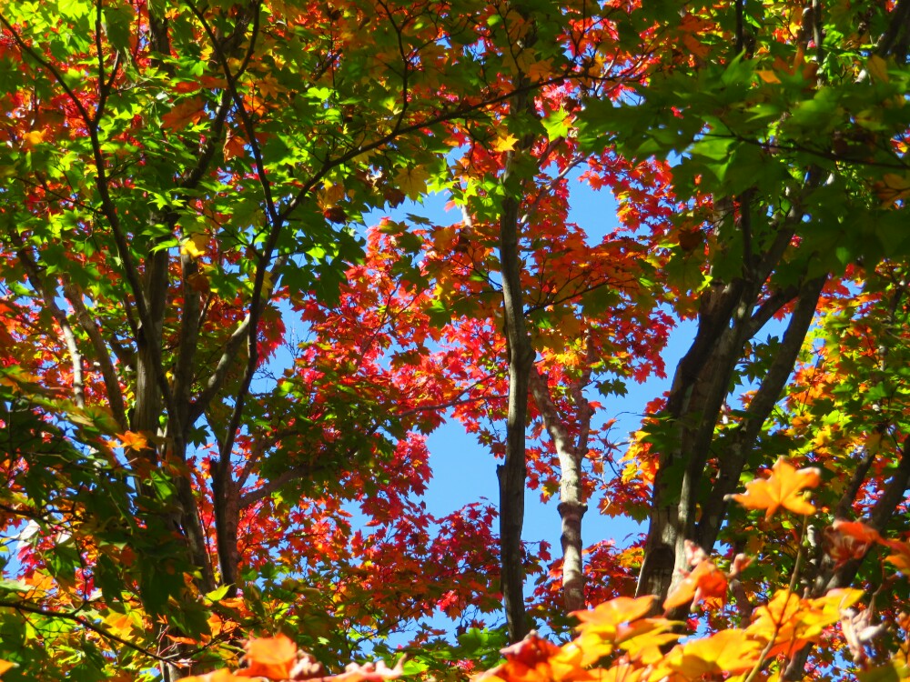 f:id:jerich:20210112004844j:plain