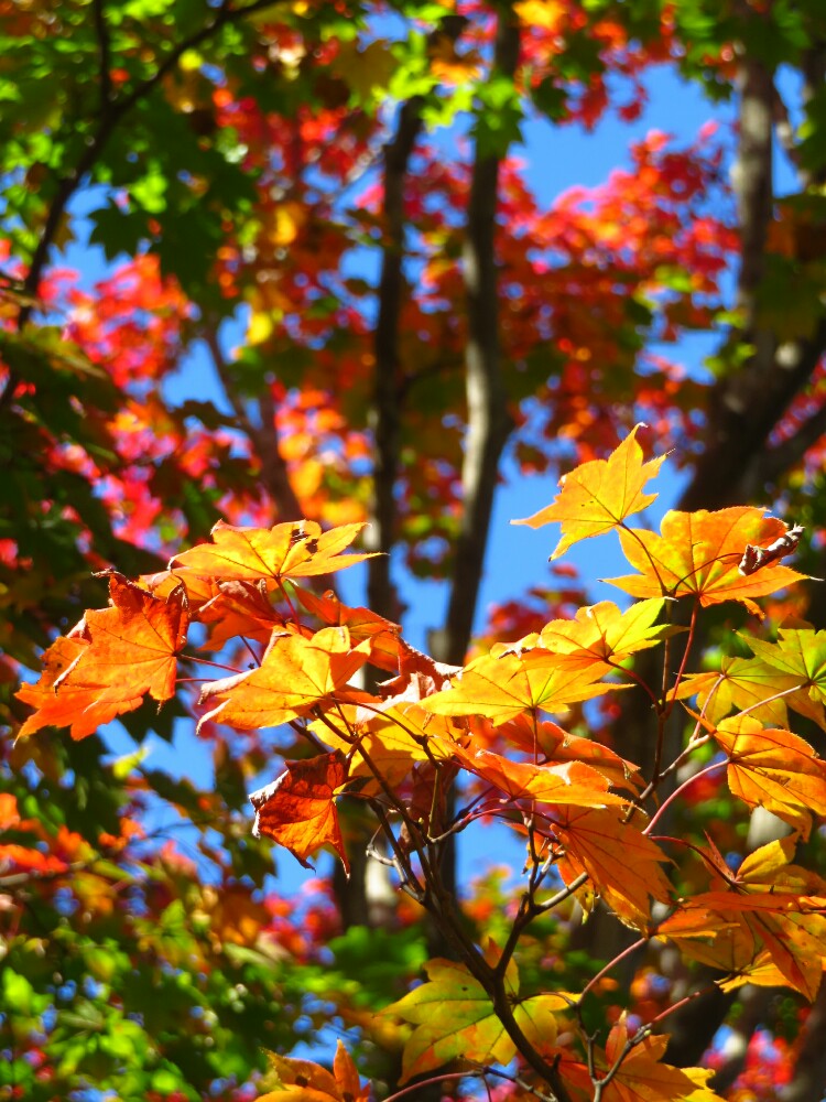 f:id:jerich:20210112122253j:plain