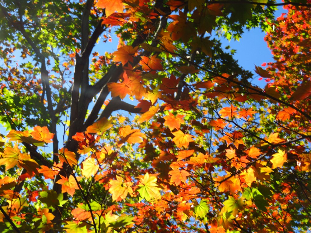 f:id:jerich:20210112122305j:plain