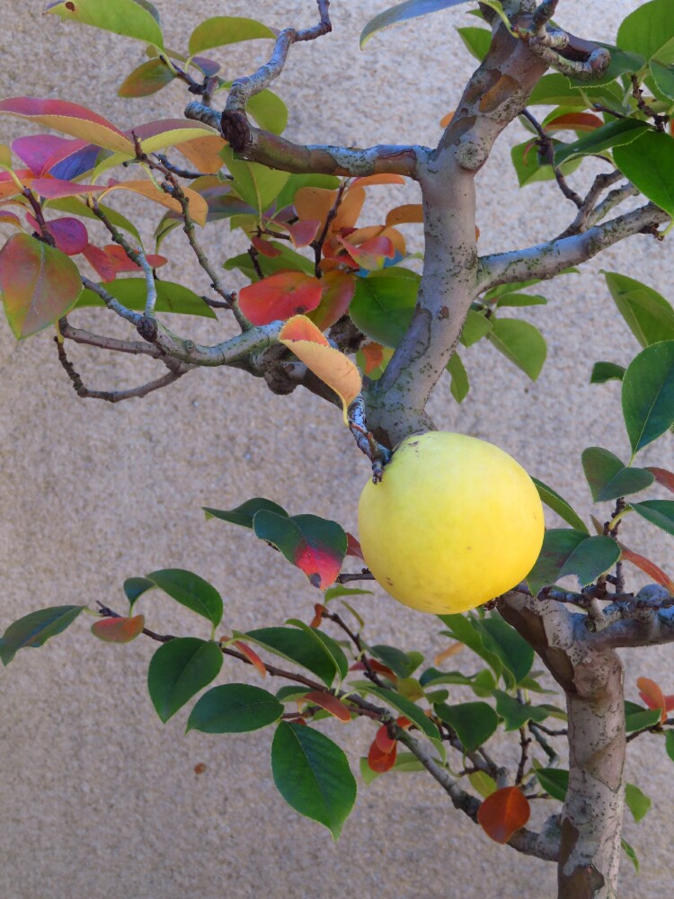 f:id:jerich:20210113082225j:plain