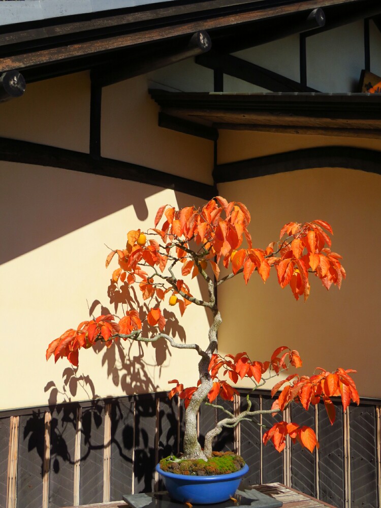 f:id:jerich:20210113083306j:plain