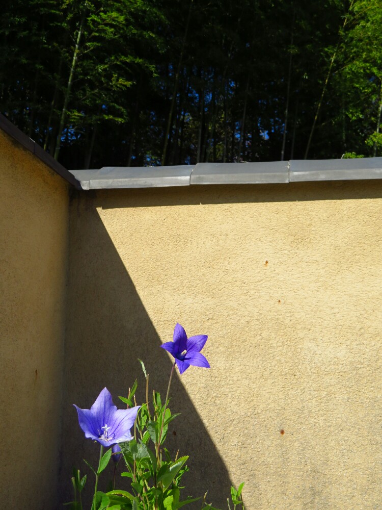 f:id:jerich:20210114122252j:plain