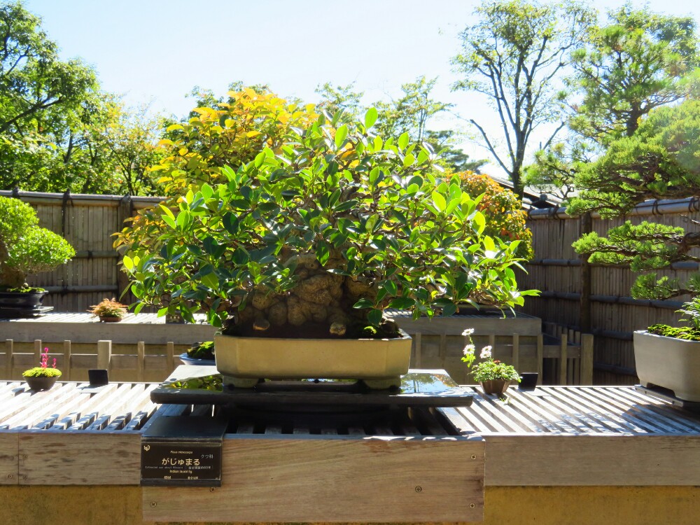 f:id:jerich:20210114223846j:plain