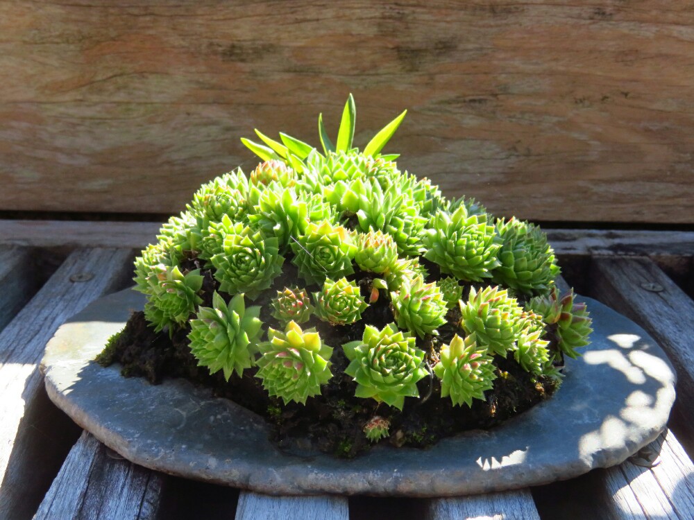 f:id:jerich:20210114232240j:plain