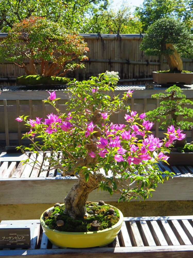 f:id:jerich:20210114235219j:plain