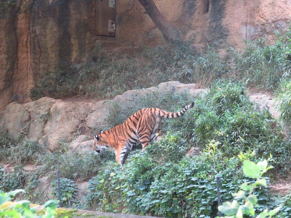 f:id:jerich:20210222015211j:plain