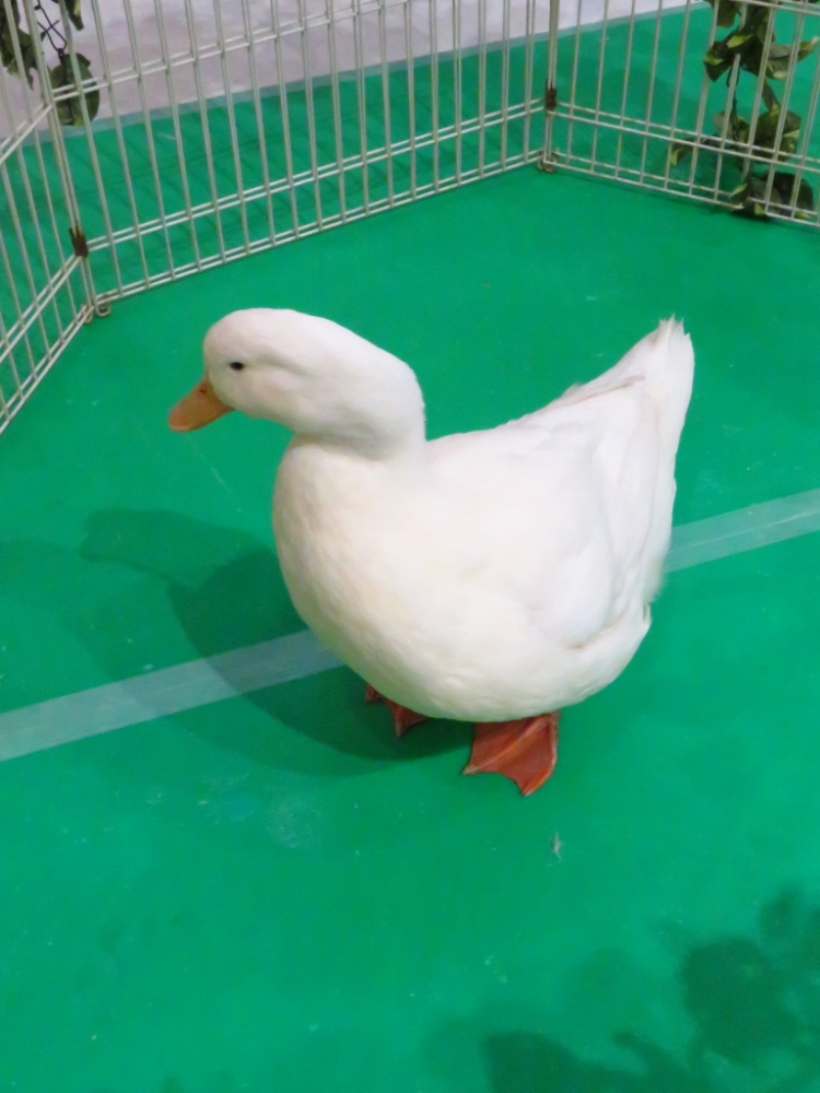 f:id:jerich:20210309185827j:plain