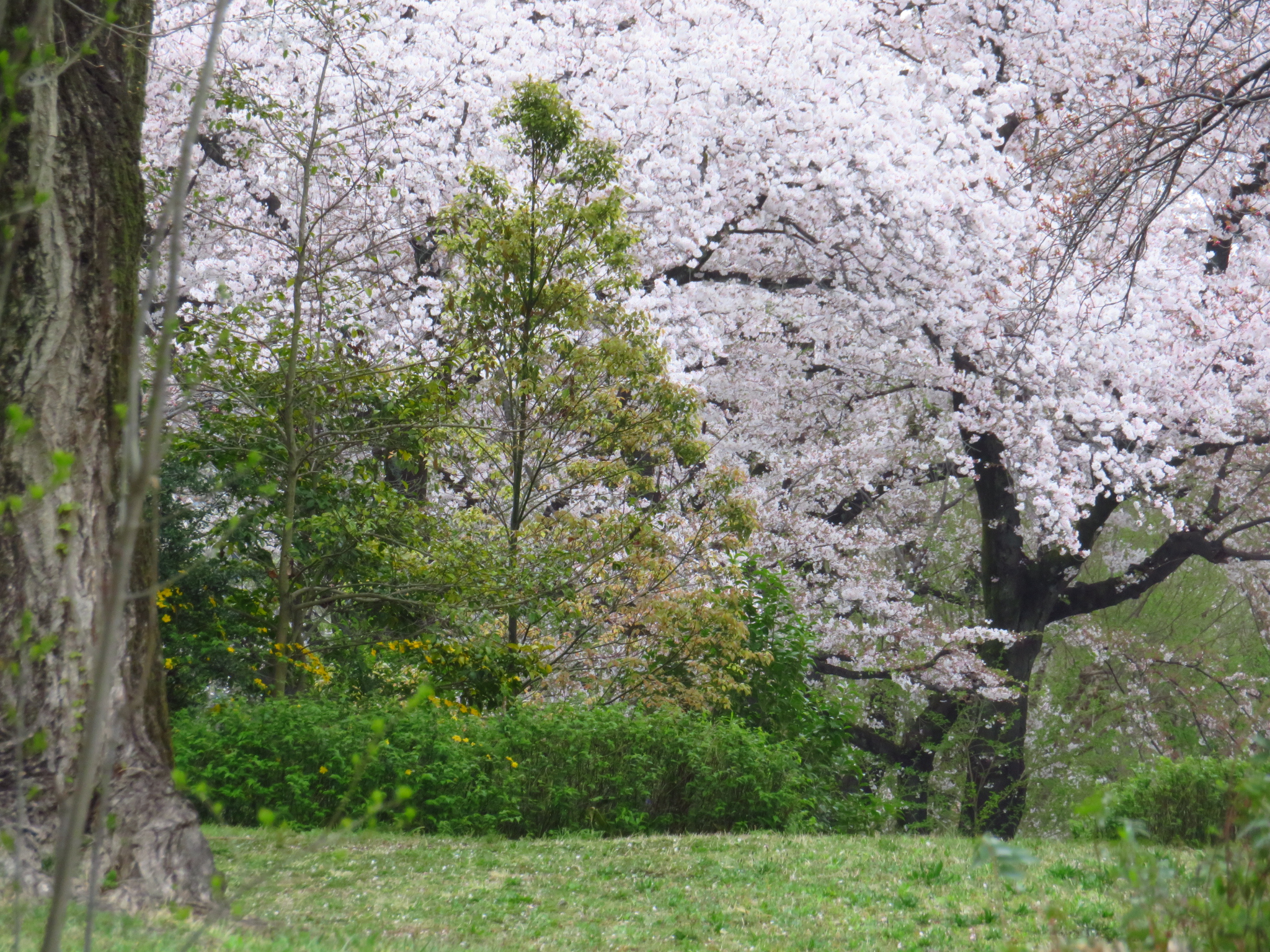 f:id:jerich:20210331061524j:image