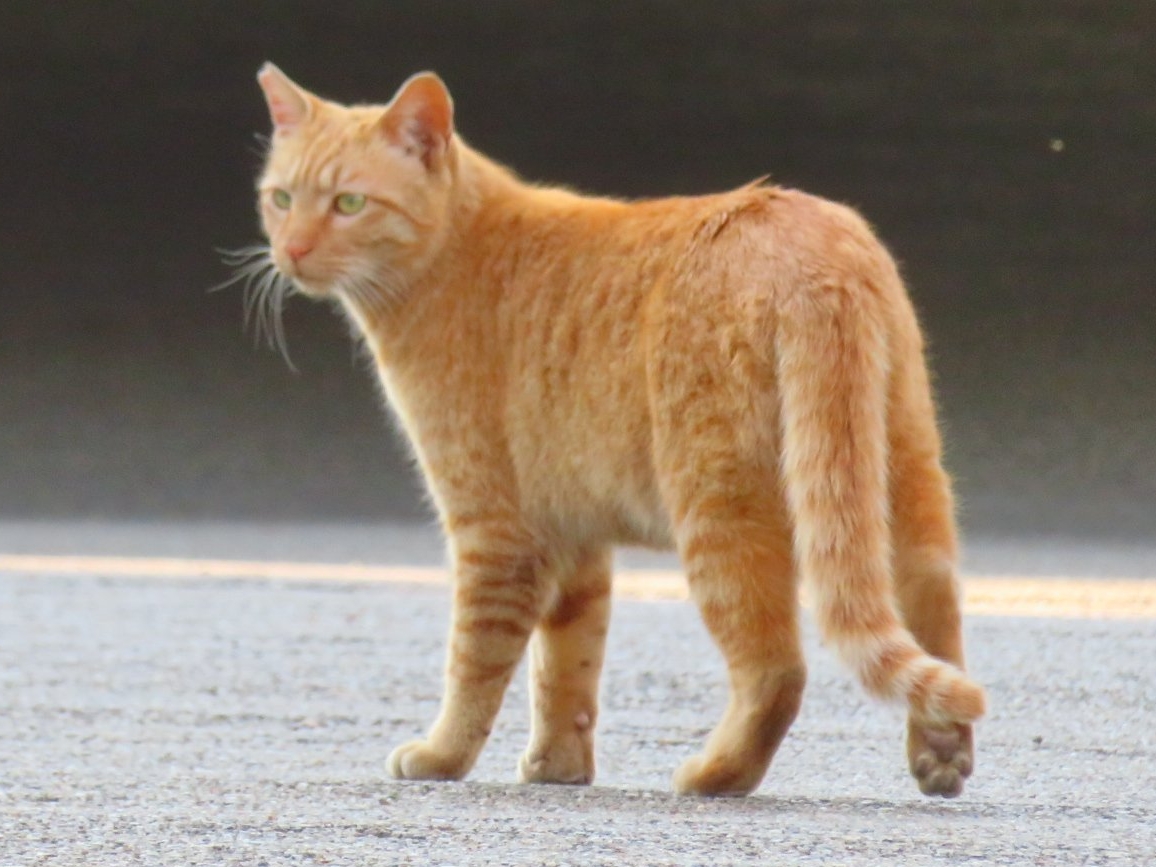 f:id:jerich:20220225224026j:plain