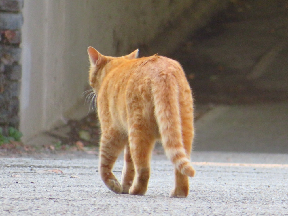 f:id:jerich:20220225224044j:plain