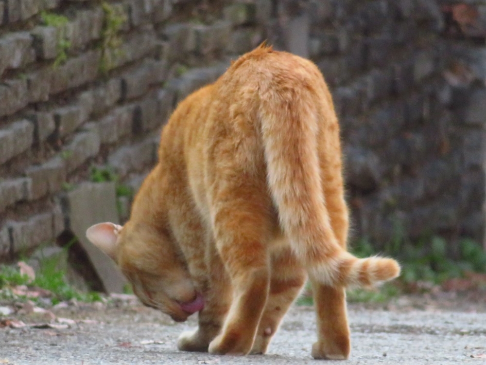 f:id:jerich:20220225224134j:plain