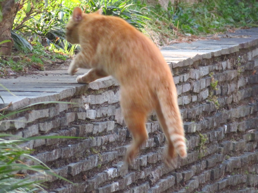 f:id:jerich:20220225224154j:plain