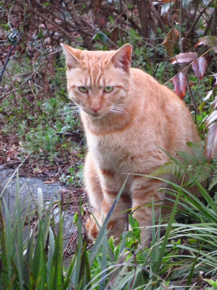 f:id:jerich:20220305062557j:plain