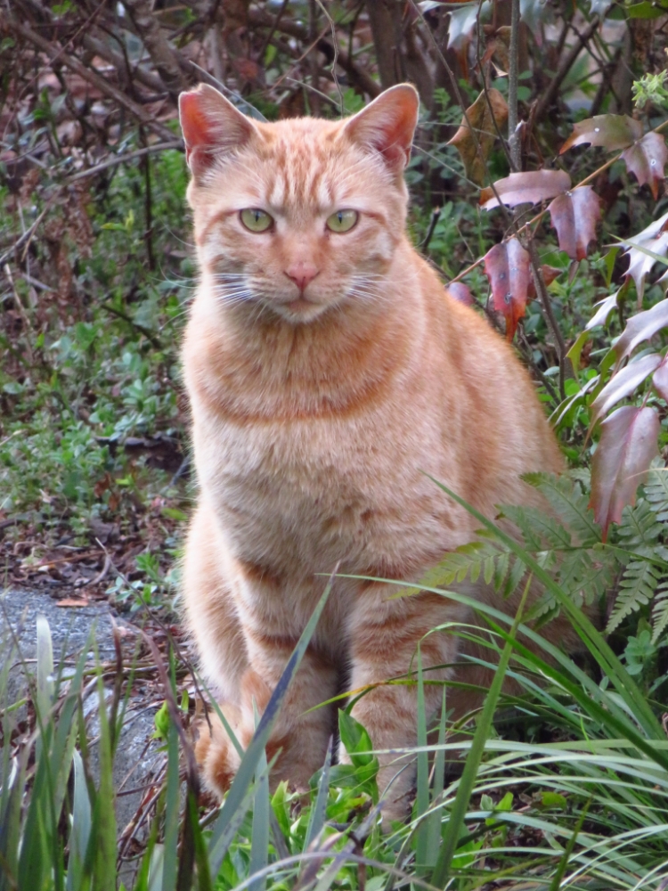 f:id:jerich:20220305100726j:plain