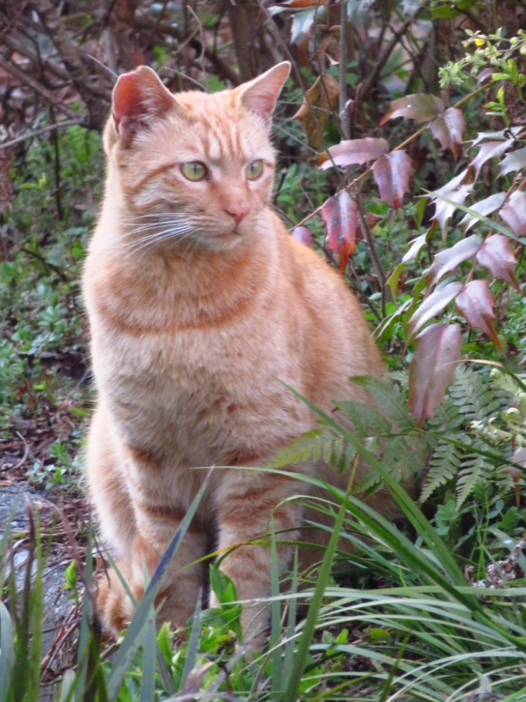 f:id:jerich:20220305110335j:plain