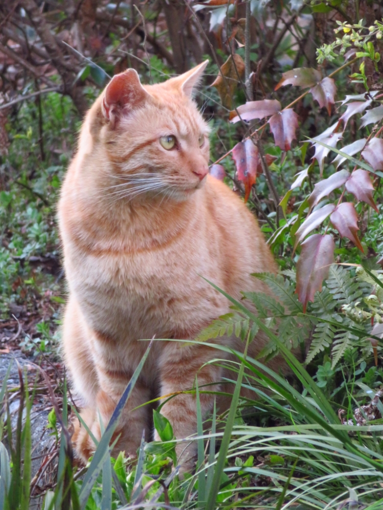 f:id:jerich:20220305110349j:plain