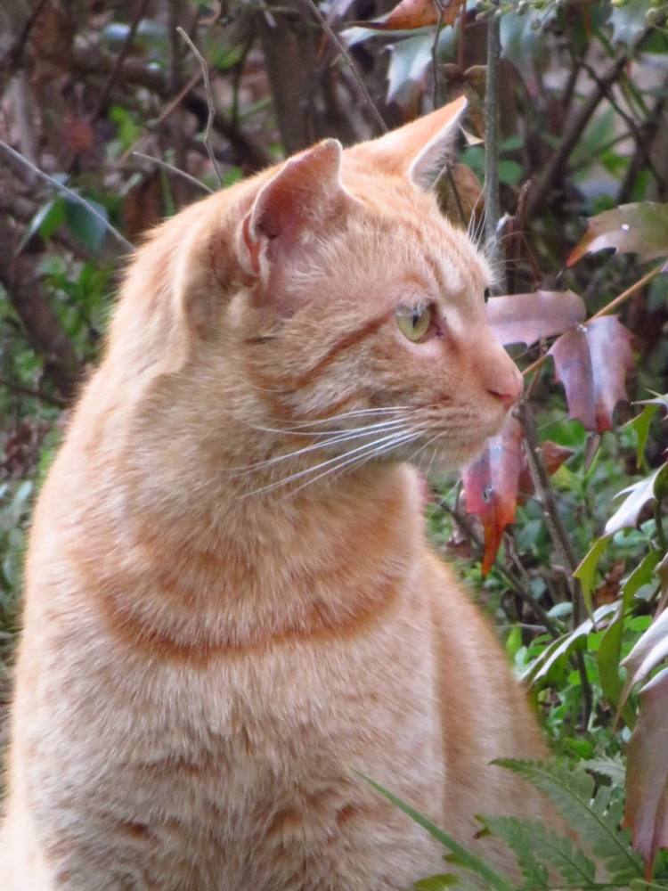 f:id:jerich:20220305111100j:plain