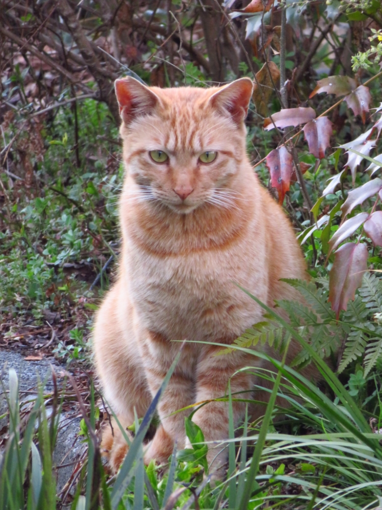 f:id:jerich:20220305111141j:plain