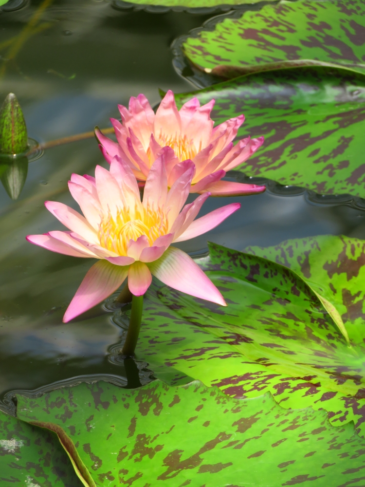 ２０２２年 みどりの日 神代植物公園 永遠のなかの庭園