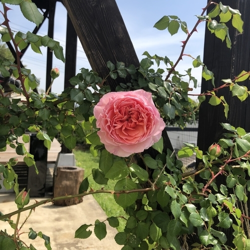 f:id:jewel_handmade:20190511030644j:plain f:id:jewel_handmade:20190511030644j:plain