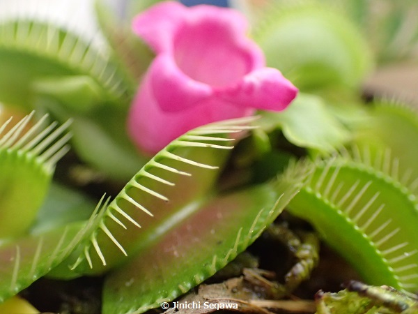 f:id:jey848:20170515105512j:plain